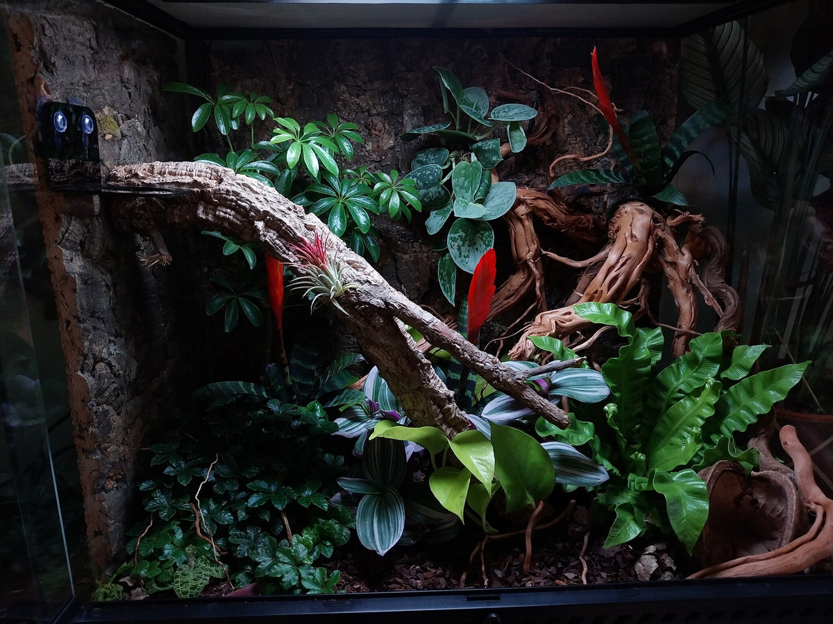 Kurk24 Achterwand terrarium - Kurkplaat Forest - 60x90cm