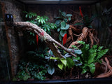 Kurk24 Achterwand terrarium - Kurkplaat Forest - 60x90cm